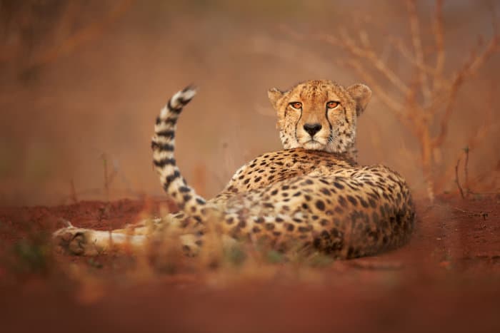 Cheetah in resting position, with tail flicking