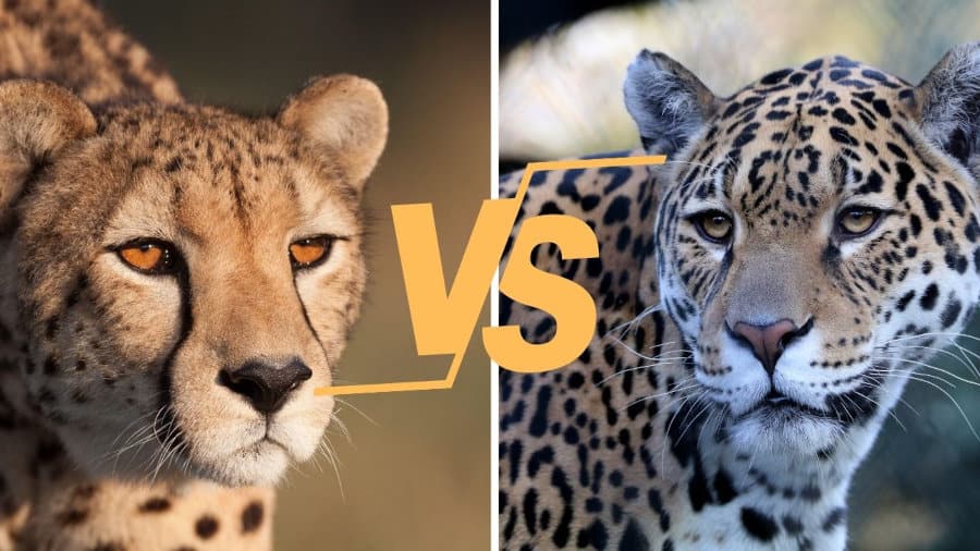 Cheetah vs jaguar differences and comparisons