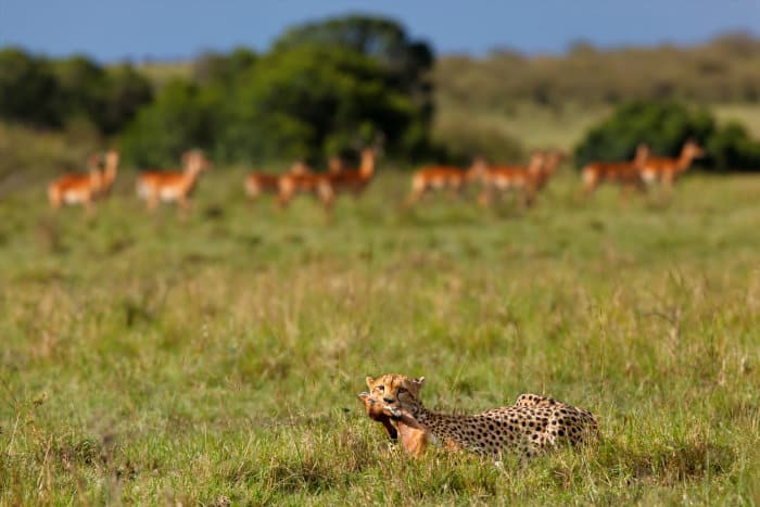 Cheetah with baby impala, Masai Mara