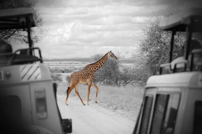 Giraffe crosses dirt road between two safari jeeps