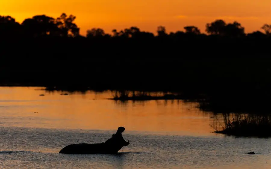 Yawning hippo at sunset, Kruger