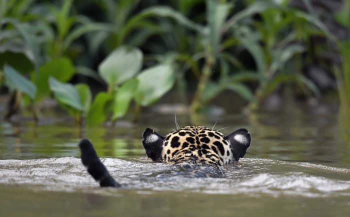 Back view of a jaguar swimming in the Cuiabá River, Brazil