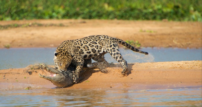 Jaguar catches a caiman by surprise and bites it by the neck