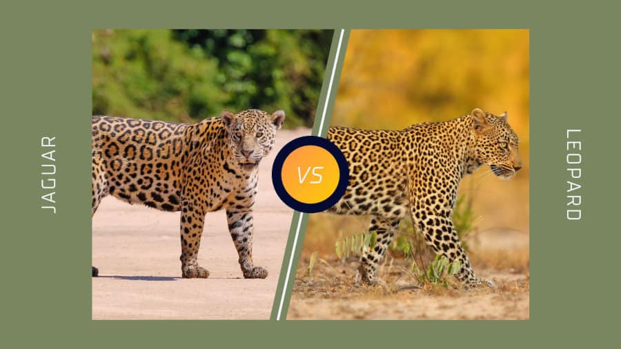 Jaguar vs Leopard - Top 15 Differences: Spots, Speed & More