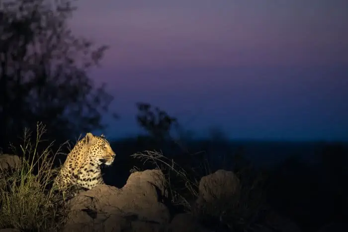 Leopard under the spotlight, relaxing on a termite mound
