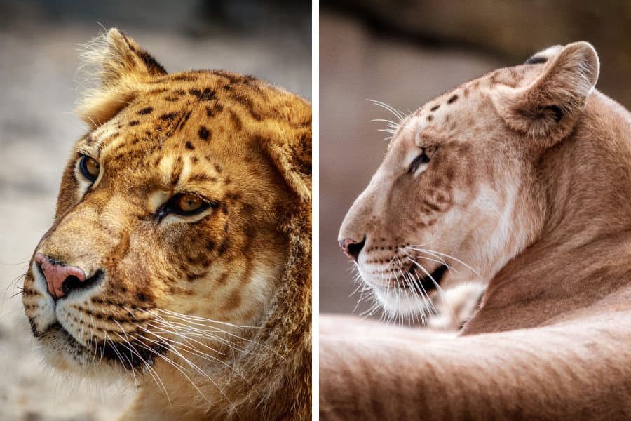 Can Tigers and Lions Mate? Big Cat Hybrids Explained