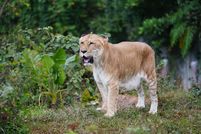 The liger: a male lion and female tiger hybrid