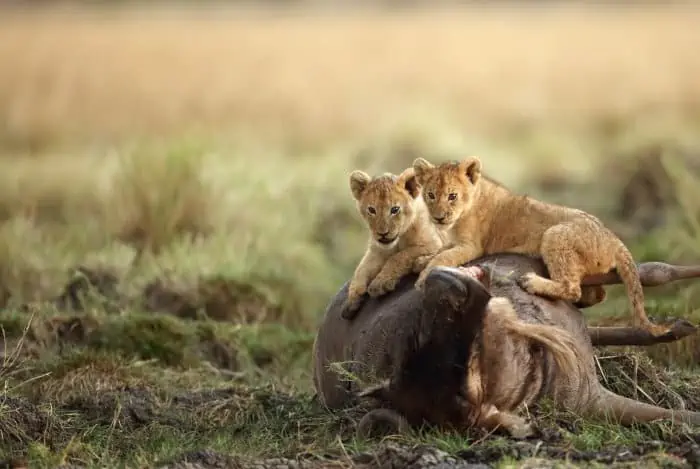 Two lion cubs proudly resting on top of a wildebeest carcass