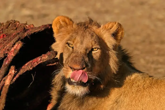 Lion licking its muzzle after a delicious meal