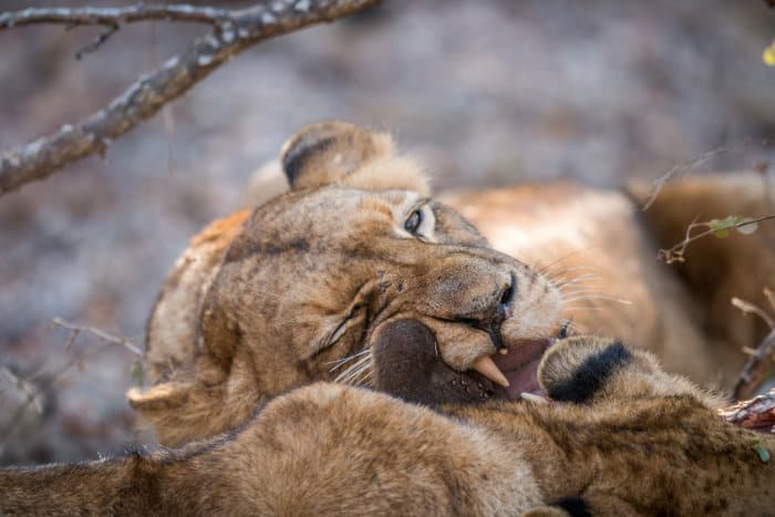Lioness feeding, revealing one of her powerful canines