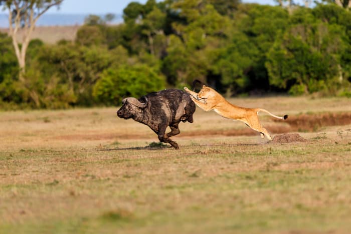 Lioness jumps onto a buffalo in the Masai Mara