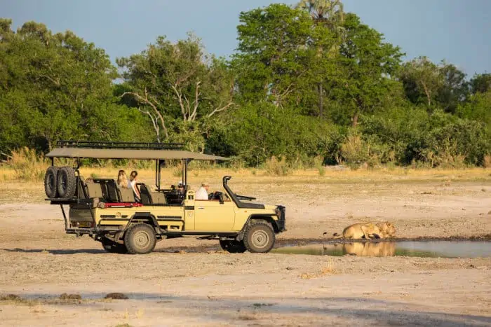 Safari jeep near lions, drinking at warterhole