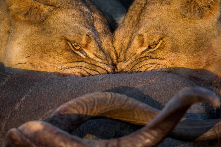 Two lionesses eating a kudu
