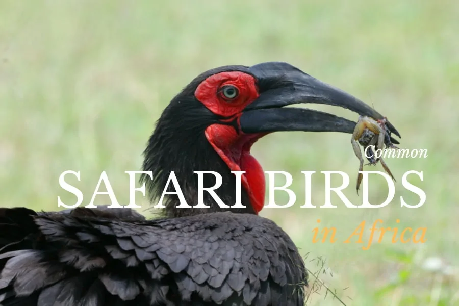 Common birds to see on your African safari
