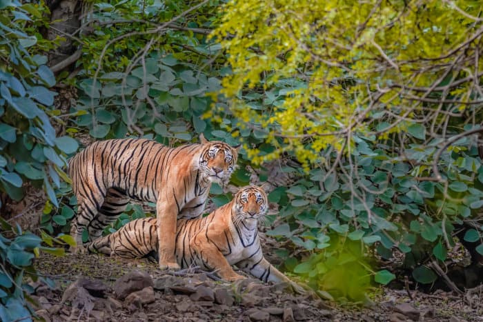 Wild Bengal tigers during the mating ritual