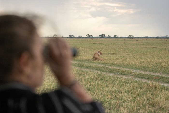 Woman watching a lioness with her pair of binoculars
