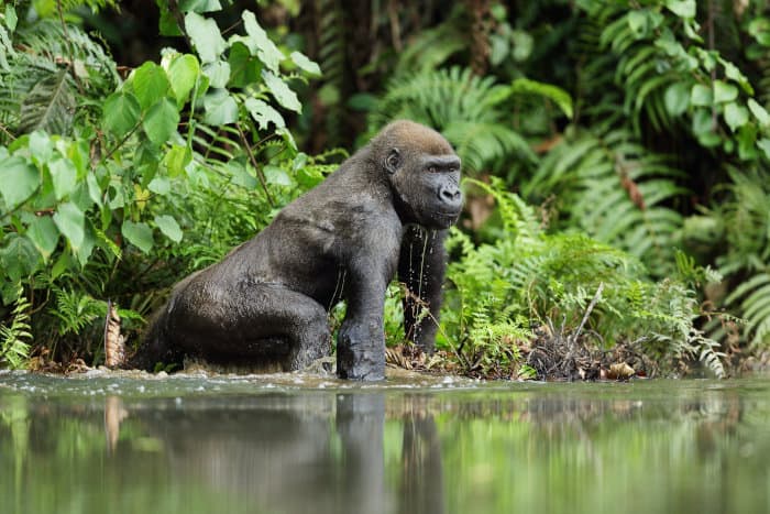 Western lowland gorilla in shallow water, Gabon
