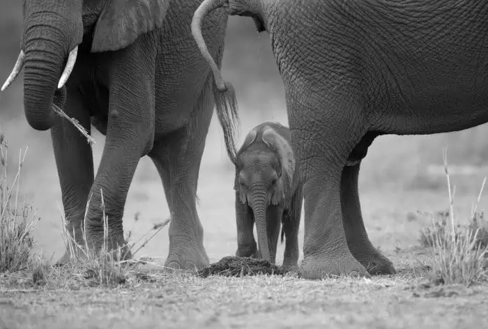 Baby elephant observing freshly fallen dung