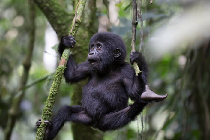 Baby mountain gorilla swinging from a branch
