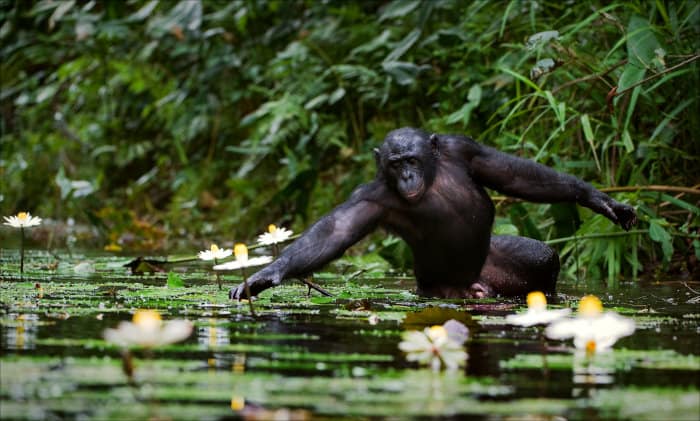 Male bonobo standing in a pond, extending its arm to pick a flower