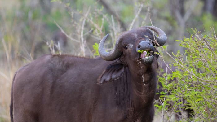 Cape buffalo, typically a grazer, browsing on new shoots