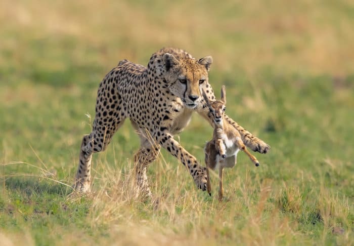 Cheetah vs baby Thomson's gazelle