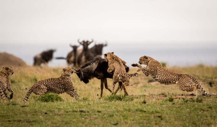 Cheetah coalition hunting a young wildebeest