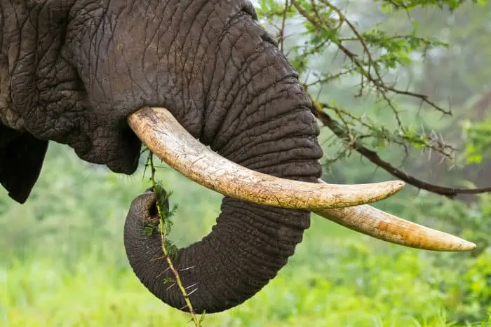 African elephant trunk portrait, feeding off acacia leaves