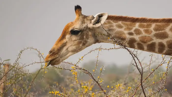Giraffe eating yellow acacia flowers, Etosha
