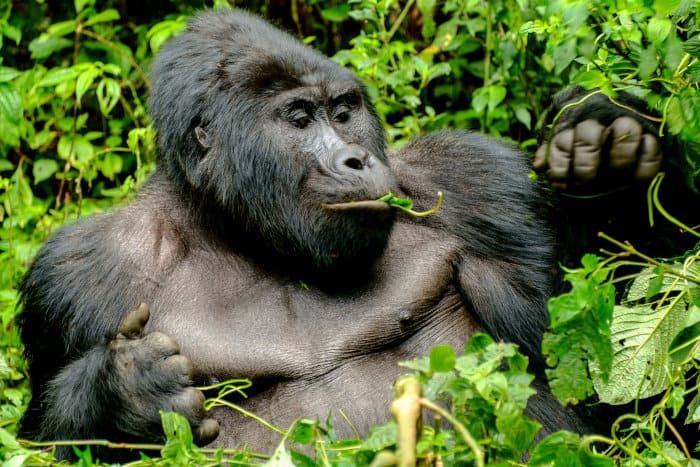 Funny mountain gorilla pic, with a leaf in its mouth