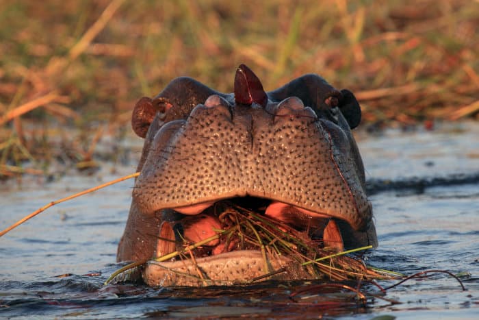 Funny hippo portrait, with mouth full of grass and water lily on its nose