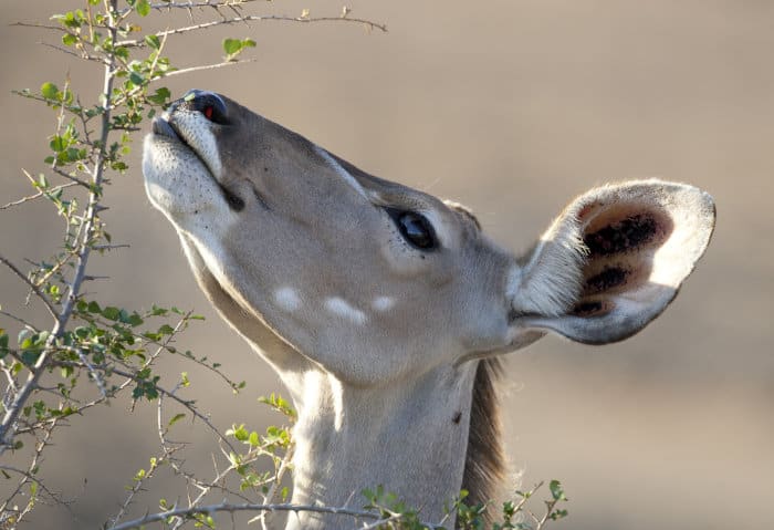 Female greater kudu browsing on young leaves