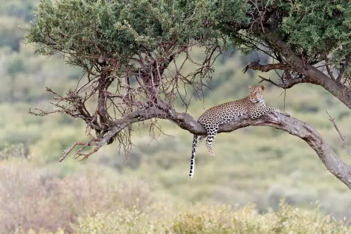 Leopard in a tree, Masai Mara
