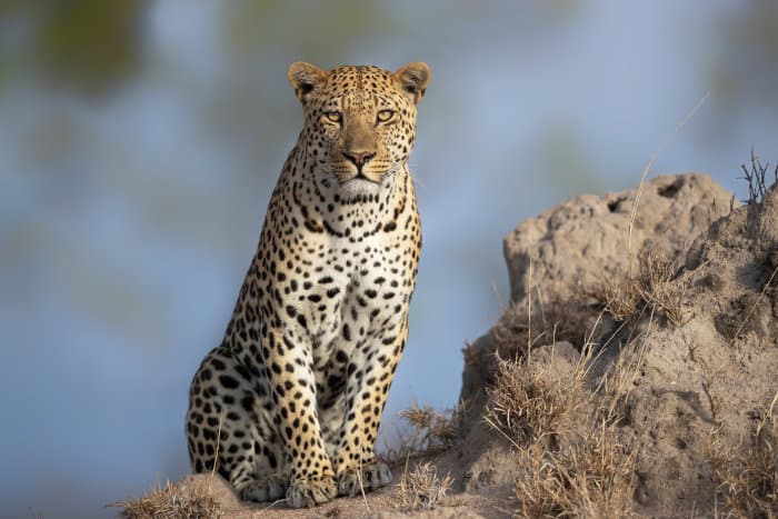 Beautiful male leopard standing on a termite mound