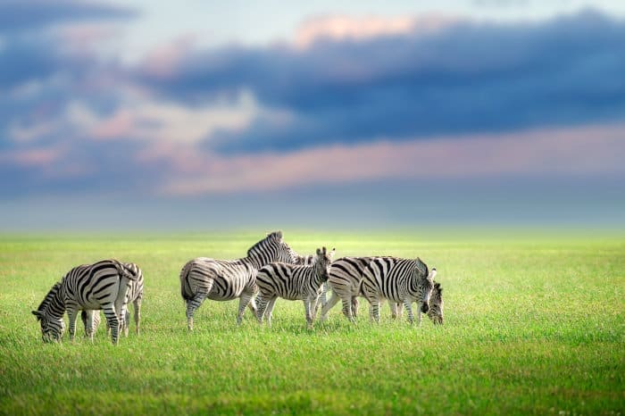 Plains zebra in the open, against cloudy sky