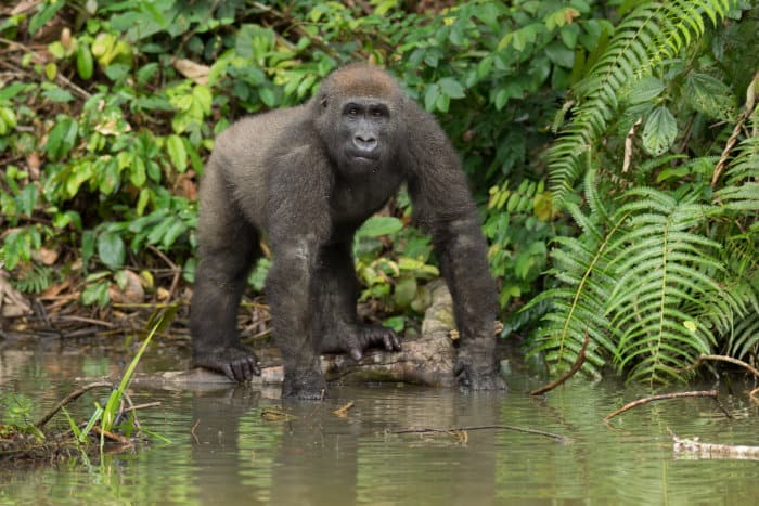Young western lowland gorilla by the river, Gabon