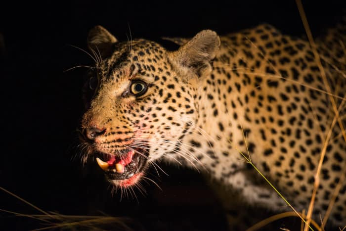 Bloody leopard at night in the spotlight
