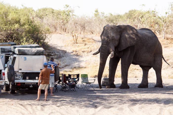 Close elephant encounter at Savuti Camp in Chobe