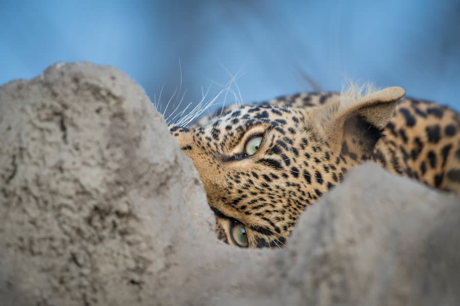 Curious leopard looking at the camera through a termite mound, Timbavati