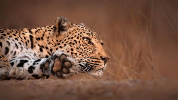 Leopard head shot, taking a nap