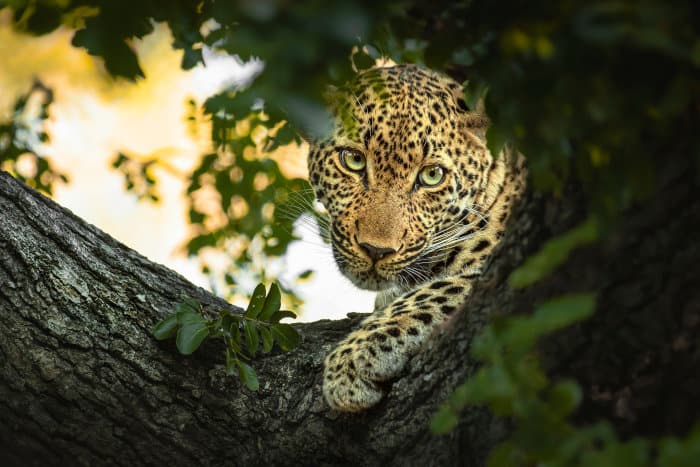 Leopard up in a tree, revealing its beautiful eyes