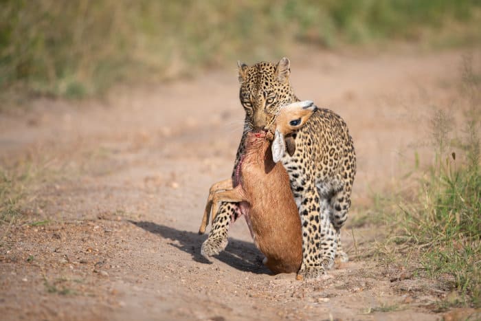 Leopard with freshly killed steenbok, Sabi Sand