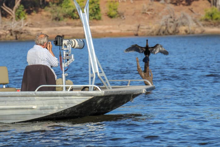 Photographer on a boat, picturing an African darter on the Chobe River