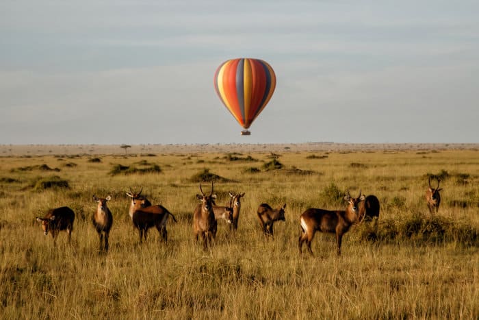 Defassa waterbuck family in the Mara plains, with balloon as a backdrop