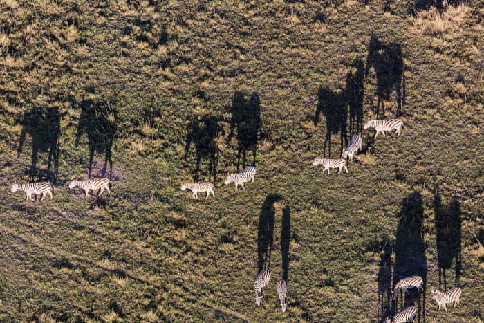 Herd of zebras from a hot air balloon