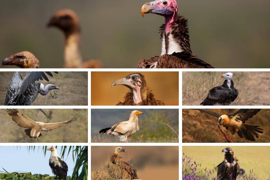 All African vulture species