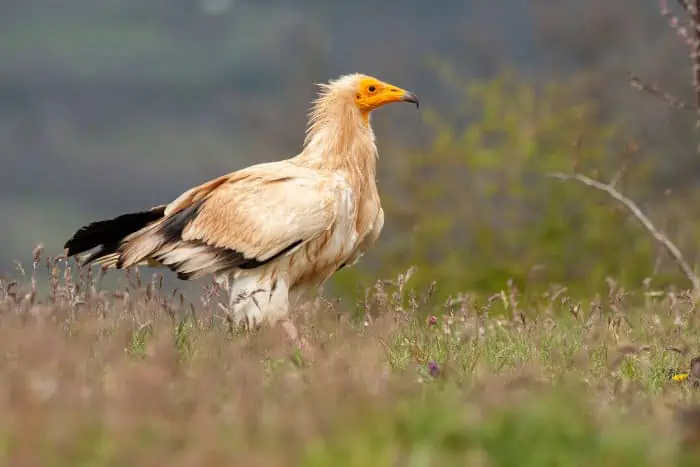 Egyptian vulture portrait in grassy environment