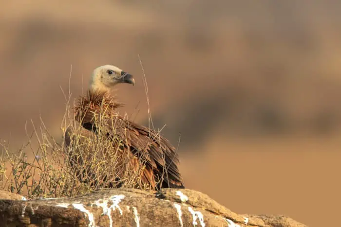 Eurasian griffon vulture portrait, resting on a rock