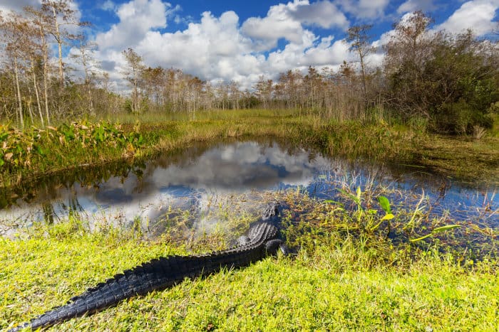 An alligator enters the water, in the Everglades