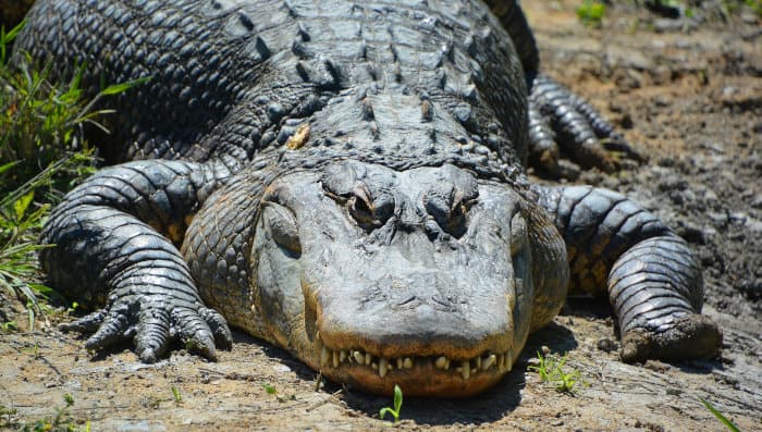 An alligator's characteristic wide and short head shape